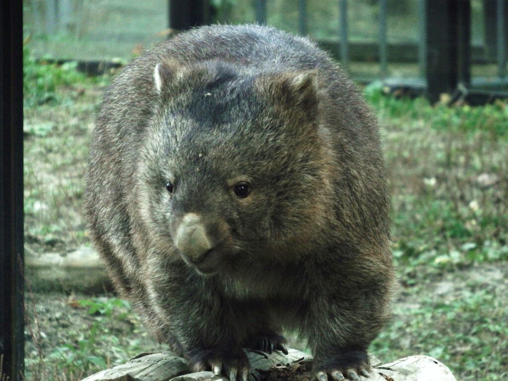 ウォンバット